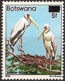 Yellow-billed Stork (Mycteria ibis)