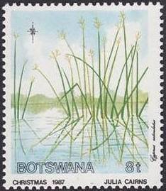 Cyperus articulatus