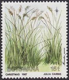 Miscanthus junceus