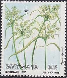 Cyperus alopecuroides