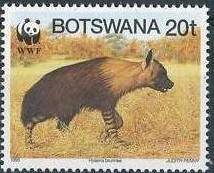 Brown Hyena (Hyaena brunnea)