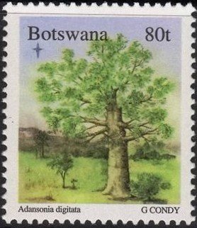 Adansonia Digitata