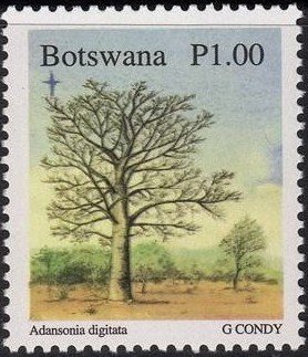 Adansonia Digitata