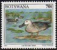 Cape Shoveller (Anas smithii) 