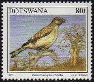 Greater Honeyguide (Indicator indicator)