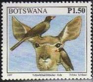 Yellow-billed Oxpecker (Buphagus africanus)