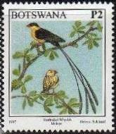 Shaft-tailed Whydah (Tetraenura regia)