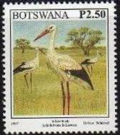 White Stork (Ciconia ciconia)