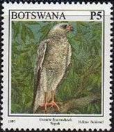 Ovambo Sparrowhawk (Accipiter ovampensis)