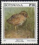Spotted Crake (Porzana porzana) 