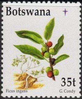 Ficus ingens