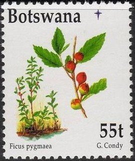 Ficus pygmaea