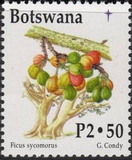 Stamp, Ficus sycomorus, Botswana,  
