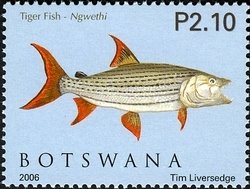 Stamp, African Pike (Hepsetus odoe), Botswana,  , Fishes