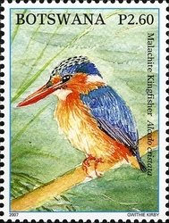 Malachite Kingfisher (Corythornis cristata)