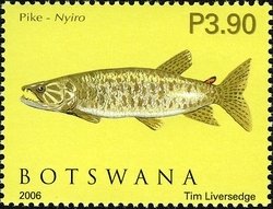African Tigerfish (Hydrocynus vittatus) 