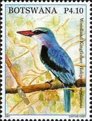 Woodland Kingfisher (Halcyon senegalensis)