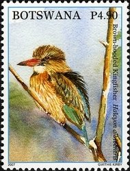 Brown-hooded Kingfisher (Halcyon albiventris)
