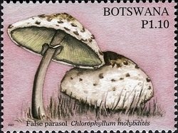 False Parasol