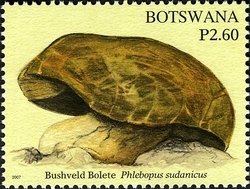 Bushveld Bolete