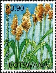 Sorghum