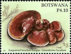 Laquered Bracket Fungus