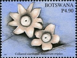 Collared Earthstar