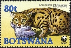 Black-footed cat (Felis nigripes)