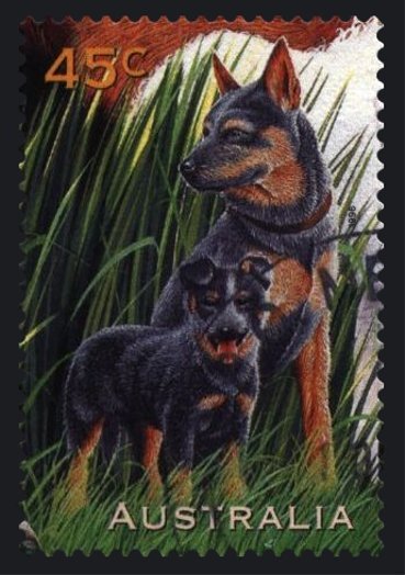 Blue Heeler Dog