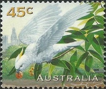 Cockatoo