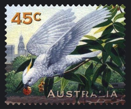 Cockatoo