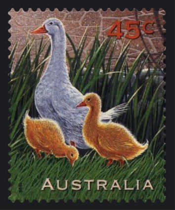 Domestic Duck (Anas platyrhynchos domestica)