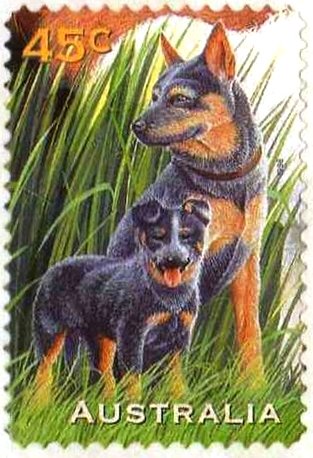 Blue Heeler Dog