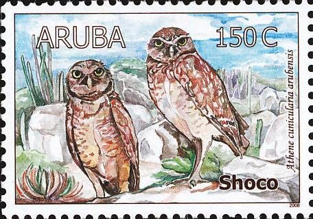 Burrowing Owl (Athene cunicularia)