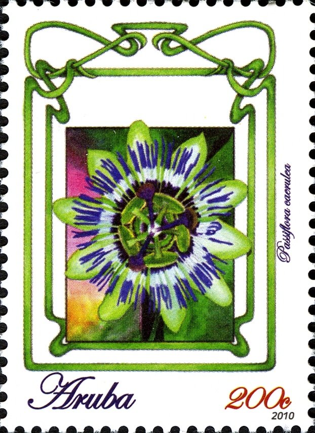 Passiflora Caerulea