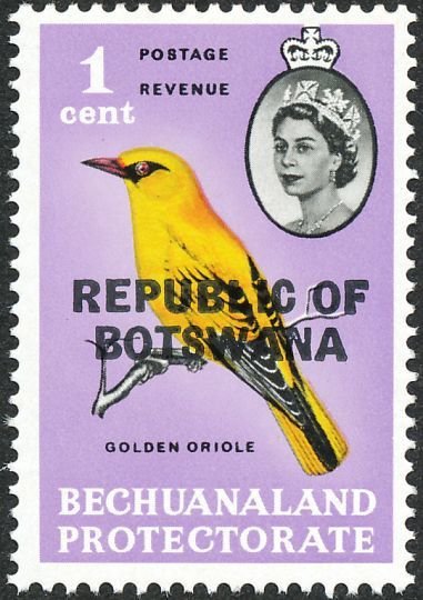 African Golden Oriole (Oriolus auratus)