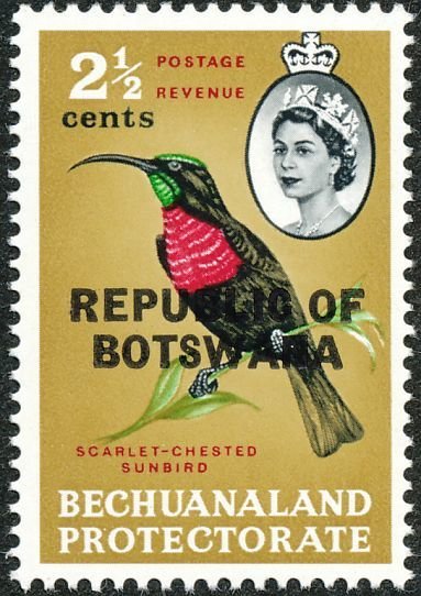 Scarlet-chested Sunbird (Nectarinia senegalensis) 