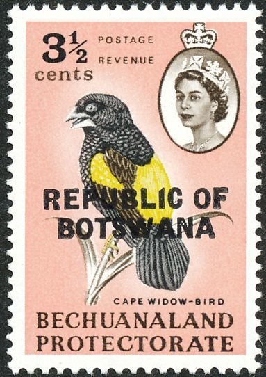 Yellow Bishop (Colliuspasser capensis)