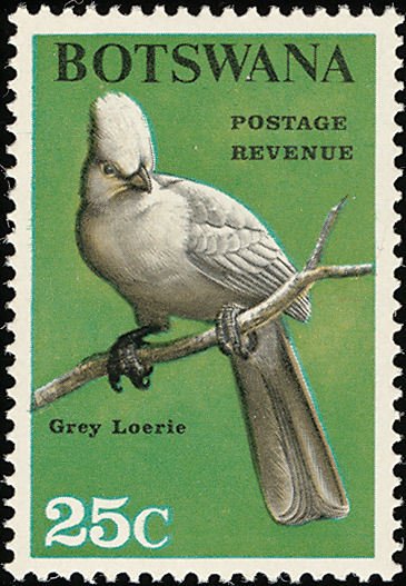Grey Go-away-bird (Crinifer concolor) 