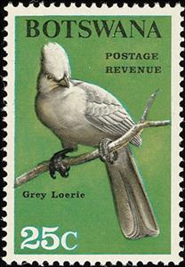 Stamp, Grey Go-away-bird (Crinifer concolor) , Botswana,  , Birds