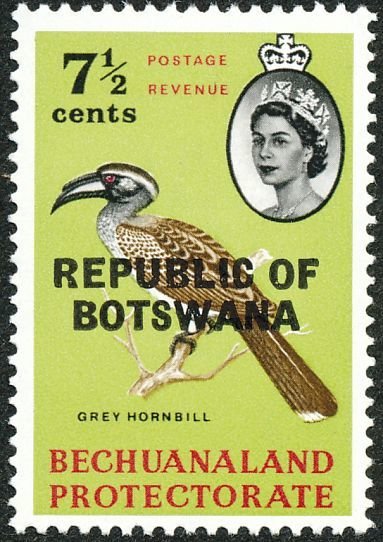 African Grey Hornbill (Tockus nasutus)