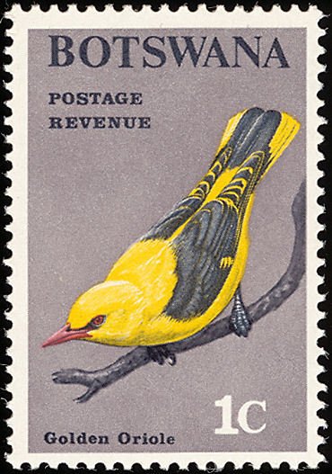 Golden Oriole (Oriolus oriolus)