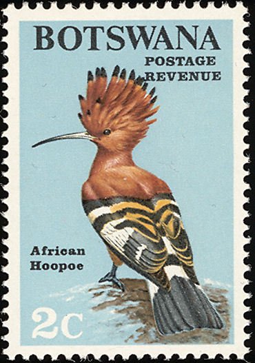 African Hoopoe (Upupa africana)