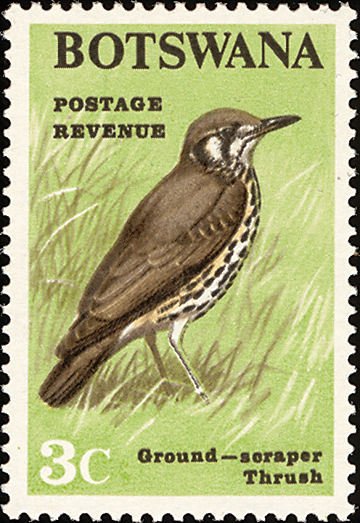 Groundscraper Thrush (Turdus litsitsirupa)