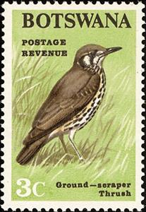 Stamp, Groundscraper Thrush (Turdus litsitsirupa), Botswana,  , Birds, Animals (Fauna)