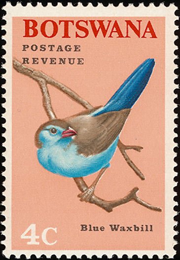 Blue Waxbill (Uraeginthus angolensis)
