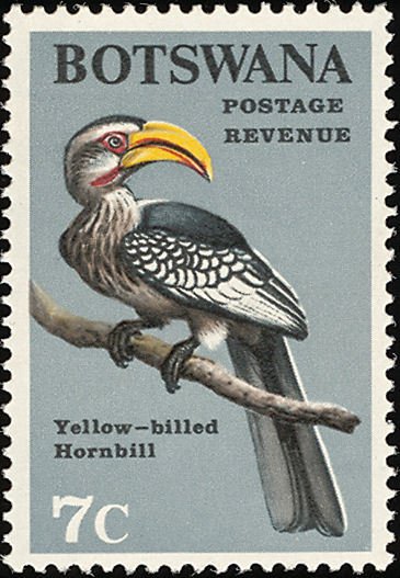 Eastern Yellow-billed Hornbill (Tockus flavirostris)