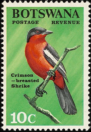 Crimson-breasted Shrike (Laniarius atrococcineus) 