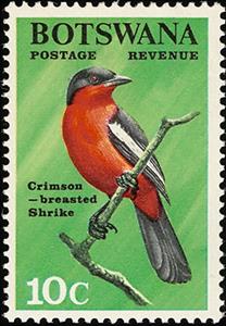 Stamp, Crimson-breasted Shrike (Laniarius atrococcineus) , Botswana,  , Birds