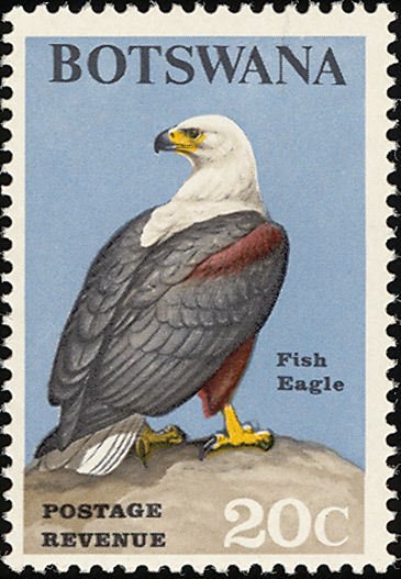 African Fish-Eagle (Haliaeetus vocifer)